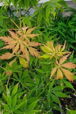 Fascination Japanese Maple - 3 Gallon Pot 11 Fascination Japanese Maple - 3 Gallon Pot -Garden Plant Shop acer palmatum fascination japanese maple summer color 1