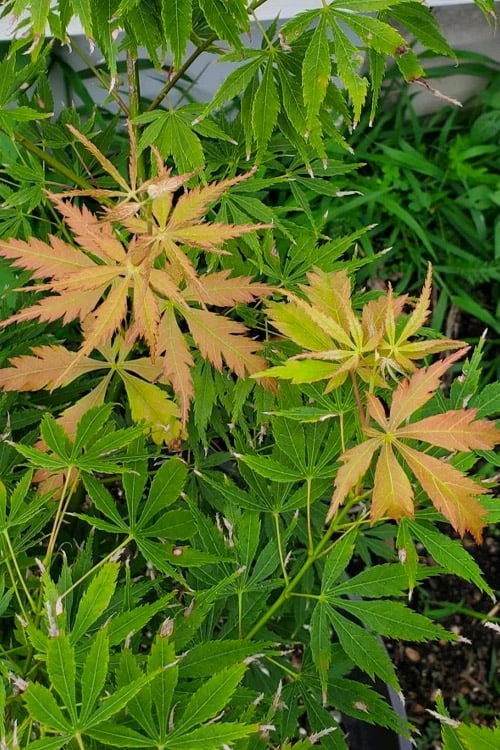Fascination Japanese Maple - 3 Gallon Pot 6 Fascination Japanese Maple - 3 Gallon Pot - Image 6