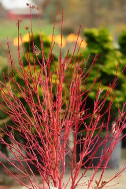 Corvallis Broom Dwarf Coral Bark Japanese Maple - 3 Gallon Pot -Garden Plant Shop acer palmatum fhellheim dwarf coral bark japanese maple 4