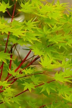 Fjellheim Dwarf Coral Bark Japanese Maple - 3 Gallon Pot -Garden Plant Shop acer palmatum fhellheim dwarf coral bark japanese maple 5