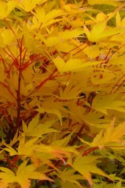 Corvallis Broom Dwarf Coral Bark Japanese Maple - 3 Gallon Pot -Garden Plant Shop acer palmatum fhellheim dwarf coral bark japanese maple 6