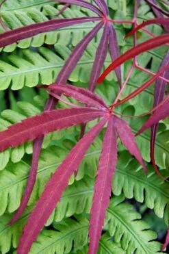 Filifera Purpurea Japanese Maple - 3 Gallon Pot -Garden Plant Shop acer palmatum filifera purpurea 1