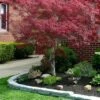 Filifera Purpurea Japanese Maple - 3 Gallon Pot