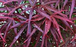 Ribbon Leaf Japanese Maple (Acer Palmatum 'Atrolineare') - 3 Gallon Pot -Garden Plant Shop acer palmatum filifera purpurea 3