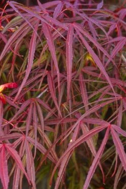 Filifera Purpurea Japanese Maple - 3 Gallon Pot -Garden Plant Shop acer palmatum filifera purpurea 5 1