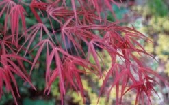 Filifera Purpurea Japanese Maple - 3 Gallon Pot -Garden Plant Shop acer palmatum filifera purpurea 6 1