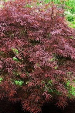 Filifera Purpurea Japanese Maple - 3 Gallon Pot -Garden Plant Shop acer palmatum filifera purpurea 7 1