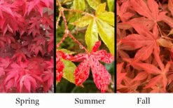 Gable's Glory Chameleon Japanese Maple - 1 Gallon Pot -Garden Plant Shop acer palmatum gables glory japanese maple 1
