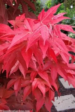 Gable's Glory Chameleon Japanese Maple - 1 Gallon Pot -Garden Plant Shop acer palmatum gables glory japanese maple 2