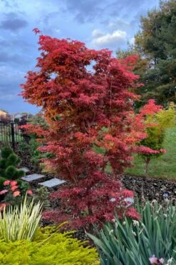 Gable's Glory Chameleon Japanese Maple - 1 Gallon Pot -Garden Plant Shop acer palmatum gables glory japanese maple 6