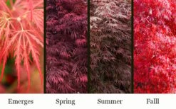 Garnet Laceleaf Japanese Maple - 3 Gallon Pot 8 Garnet Laceleaf Japanese Maple - 3 Gallon Pot -Garden Plant Shop acer palmatum garnet japanese maple 3