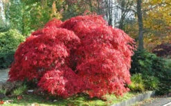Garnet Laceleaf Japanese Maple - 3 Gallon Pot 9 Garnet Laceleaf Japanese Maple - 3 Gallon Pot -Garden Plant Shop acer palmatum garnet japanese maple 4