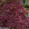 Garnet Laceleaf Japanese Maple - 3 Gallon Pot