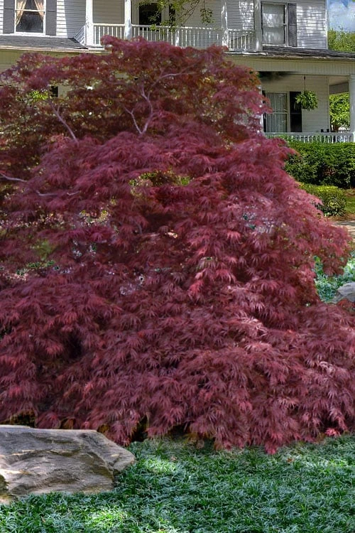 Garnet Laceleaf Japanese Maple - 3 Gallon Pot 1 Garnet Laceleaf Japanese Maple - 3 Gallon Pot
