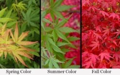 Glowing Embers Japanese Maple - 7 Gallon Pot (7'+) 12 Glowing Embers Japanese Maple - 7 Gallon Pot (7'+) -Garden Plant Shop acer palmatum glowing embers japanese maple 21 1