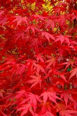 Glowing Embers Japanese Maple - 7 Gallon Pot (7'+) 16 Glowing Embers Japanese Maple - 7 Gallon Pot (7'+) -Garden Plant Shop acer palmatum glowing embers japanese maple 22 1