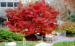 Glowing Embers Japanese Maple - 7 Gallon Pot (7'+) 17 Glowing Embers Japanese Maple - 7 Gallon Pot (7'+) -Garden Plant Shop acer palmatum glowing embers japanese maple 24 1