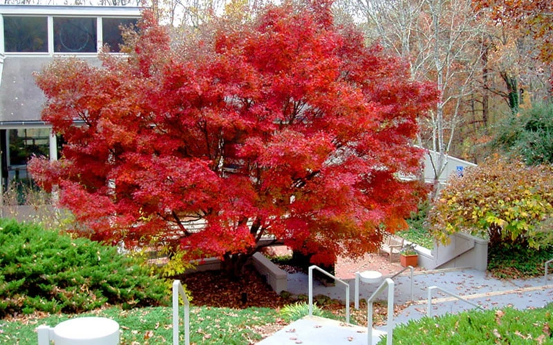 Glowing Embers Japanese Maple - 7 Gallon Pot (7'+) 9 Glowing Embers Japanese Maple - 7 Gallon Pot (7'+) - Image 9