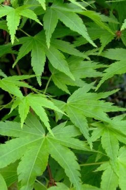 Green Leaf Japanese Maple (Acer Palmatum) - 5 Gallon Pot -Garden Plant Shop acer palmatum green leaf japanese maple 2