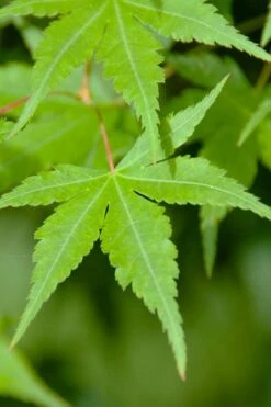 Green Leaf Japanese Maple (Acer Palmatum) - 5 Gallon Pot -Garden Plant Shop acer palmatum green leaf japanese maple 4