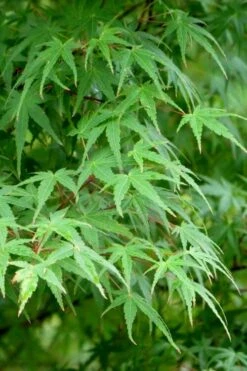 Green Leaf Japanese Maple (Acer Palmatum) - 5 Gallon Pot -Garden Plant Shop acer palmatum green leaf japanese maple 5