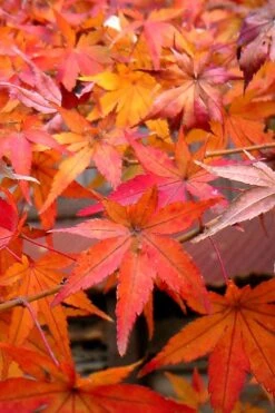Green Leaf Japanese Maple (Acer Palmatum) - 5 Gallon Pot -Garden Plant Shop acer palmatum green leaf japanese maple 7