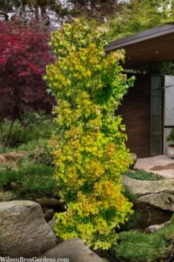 Skyscraper Columnar Japanese Maple - 1 Gallon Pot -Garden Plant Shop acer palmatum green pillar japanese maple 1