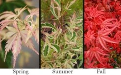 Hana Tsukasa Japanese Maple - 3 Gallon Pot (4-5') -Garden Plant Shop acer palmatum hana tsukasa japanese maple 1 1