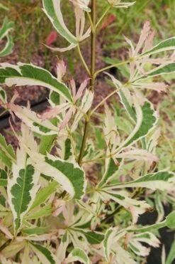 Hana Tsukasa Japanese Maple - 3 Gallon Pot (4-5') -Garden Plant Shop acer palmatum hana tsukasa japanese maple 3 1