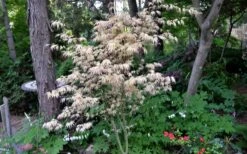 Hana Tsukasa Japanese Maple - 3 Gallon Pot (2-3') -Garden Plant Shop acer palmatum hana tsukasa japanese maple 7