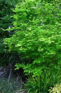 Hogyoku Japanese Maple - 1 Gallon Pot -Garden Plant Shop acer palmatum hogyoku japanese maple 2