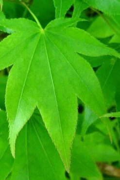 Hogyoku Japanese Maple - 1 Gallon Pot -Garden Plant Shop acer palmatum hogyoku japanese maple 4