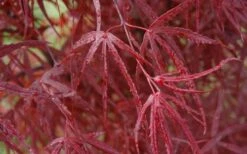 Hubb's Red Willow Japanese Maple - 3 Gallon Pot -Garden Plant Shop acer palmatum hubbs red willow japanese maple 3