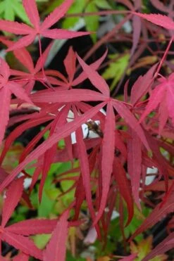 Hubb's Red Willow Japanese Maple - 3 Gallon Pot -Garden Plant Shop acer palmatum hubbs red willow japanese maple 4