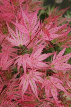 Ikandi Japanese Maple - 3 Gallon Pot (3-4') -Garden Plant Shop acer palmatum ikandi japanese maple 5