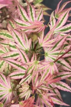 Ikandi Japanese Maple - 3 Gallon Pot (4-5') -Garden Plant Shop acer palmatum ikandi japanese maple 6 1