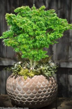 Jade Dragon Dwarf Japanese Maple - 3 Gallon Pot -Garden Plant Shop acer palmatum jade dragon japanese maple 2