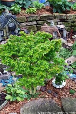 Jade Dragon Dwarf Japanese Maple - 3 Gallon Pot -Garden Plant Shop acer palmatum jade dragon japanese maple 5
