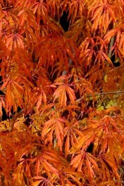 Jeddeloh Orange Japanese Maple - 1 Gallon Pot -Garden Plant Shop acer palmatum jeddeloh orange japanese maple 1
