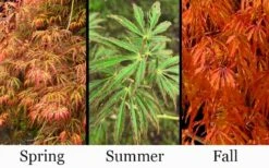 Jeddeloh Orange Japanese Maple - 1 Gallon Pot -Garden Plant Shop acer palmatum jeddeloh orange japanese maple 3
