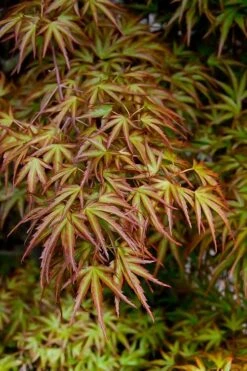 Eagle's Claw Japanese Maple - (Acer Palmatum 'Kamagata') - 3 Gallon Pot -Garden Plant Shop acer palmatum kamagata eagles claw japanese maple 2