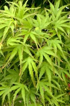 Eagle's Claw Japanese Maple - (Acer Palmatum 'Kamagata') - 5 Gallon Pot -Garden Plant Shop acer palmatum kamagata eagles claw japanese maple 3 1