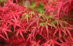 Eagle's Claw Japanese Maple - (Acer Palmatum 'Kamagata') - 3 Gallon Pot -Garden Plant Shop acer palmatum kamagata eagles claw japanese maple 4