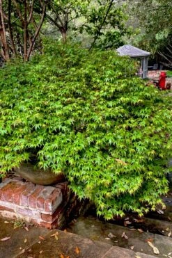 Kiyohime Spreading Japanese Maple - 1 Gallon Pot -Garden Plant Shop acer palmatum kiyohime dwarf japanese maple 10 1