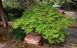 Kiyohime Spreading Japanese Maple - 1 Gallon Pot -Garden Plant Shop acer palmatum kiyohime dwarf japanese maple 11 1