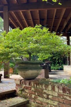 Kiyohime Spreading Japanese Maple - 1 Gallon Pot -Garden Plant Shop acer palmatum kiyohime dwarf japanese maple 3 1