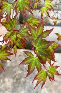 Kiyohime Spreading Japanese Maple - 1 Gallon Pot -Garden Plant Shop acer palmatum kiyohime dwarf japanese maple 4 1