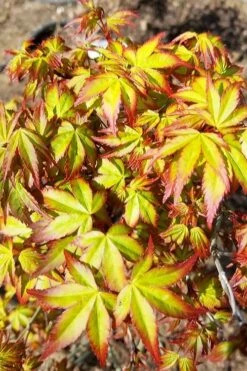 Kiyohime Spreading Japanese Maple - 1 Gallon Pot -Garden Plant Shop acer palmatum kiyohime dwarf japanese maple 6 1