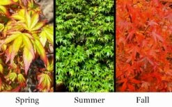 Kiyohime Spreading Japanese Maple - 1 Gallon Pot -Garden Plant Shop acer palmatum kiyohime dwarf japanese maple 7 1