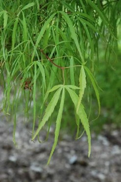 Koto No Ito Japanese Maple - 3 Gallon Pot -Garden Plant Shop acer palmatum koto no ito japanese maple 10 1